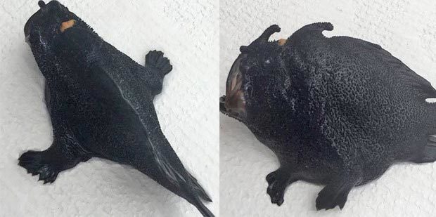 Bắt được cá "ngoài hành tinh" đi bộ dưới đáy biển