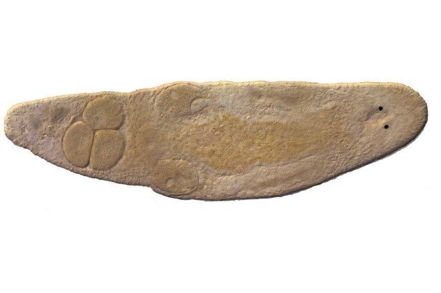 Loài giun kỳ lạ tự tiêm tinh trùng vào đầu để sinh sản