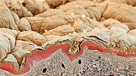 Vì sao da người lại có nếp nhăn?