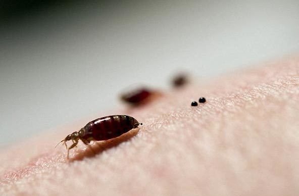 Rệp giường sắp trở thành "đại họa" với con người?