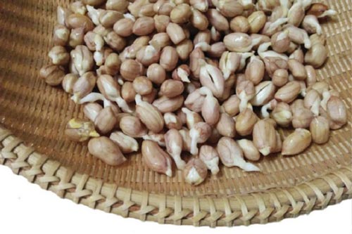 7 loại củ mọc mầm cực độc tàn phá gan, có thể gây chết người