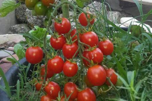 Học cách trồng cà chua từ lát đơn giản, quả đỏ trĩu cành