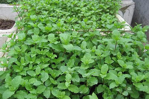 Kỹ thuật trồng cây rau húng lủi một công nhiều tác dụng