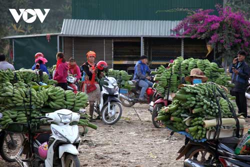 Nông dân Lai Châu làm giàu từ cây chuối xanh