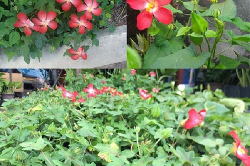 Kỹ thuật trồng cây Sâm Bố Chính - dược liệu cực tốt cho mọi nhà