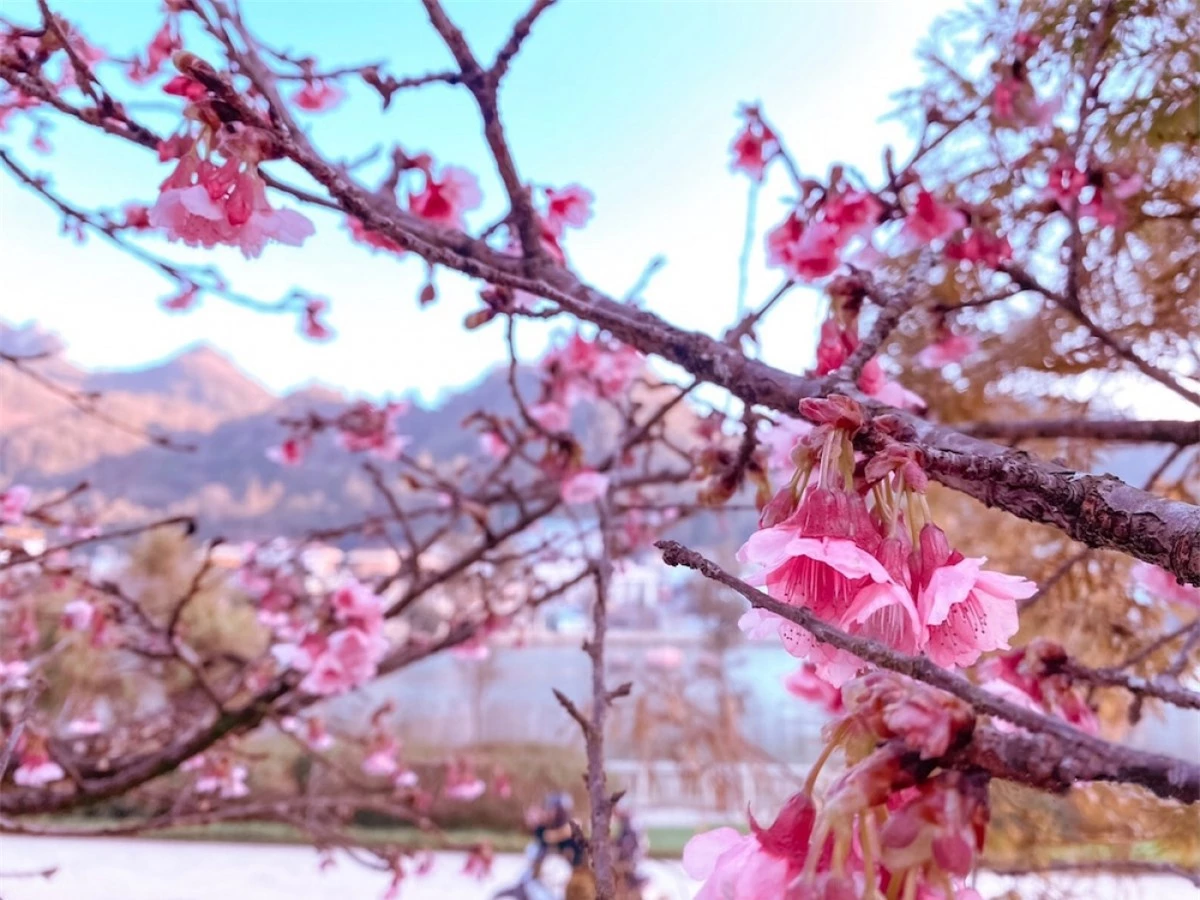 Rặng hoa anh đào được trồng ở ven hồ trung tâm thị trấn Sa Pa đang khoe sắc thắm rực rỡ, đẹp mãn nhãn.(Ảnh: Báo Giao thông)