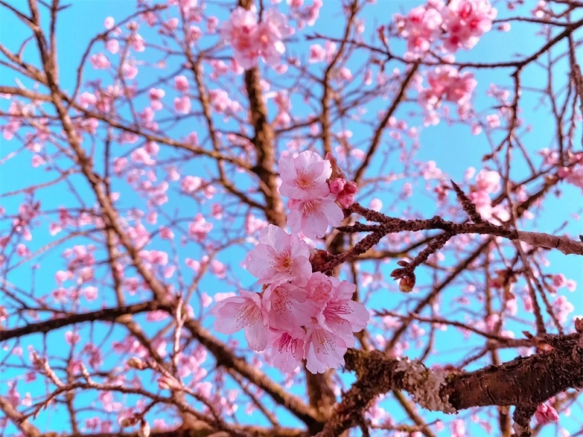 Chị em Hà thành mê mẩn loài hoa này vì màu sắc ấm áp, rực rỡ, báo hiệu một mùa xuân mới sắp về.(Ảnh: Báo Giao thông)