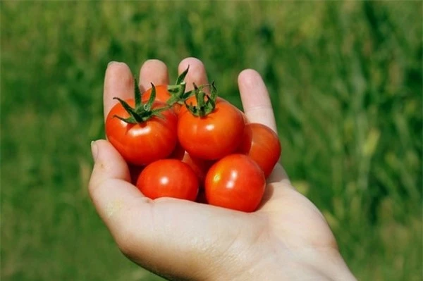 Kỹ thuật trồng cà chua tại nhà không quá khó