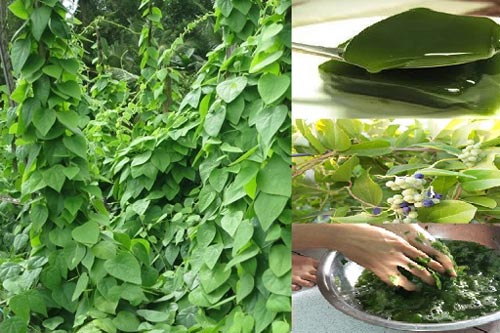 Kỹ thuật trồng cây sương sâm làm dược liệu quý cho cả gia đình