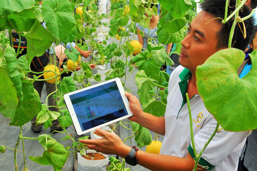Doanh nghiệp 'khóc ròng' vì đầu tư nông nghiệp công nghệ cao
