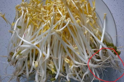 Mẹo phân biệt giá đỗ sạch và giá đỗ ngâm hóa chất đơn giản nhất