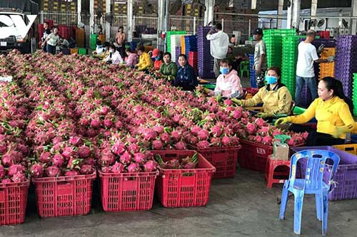 Xuất khẩu thanh long sang Trung Quốc có thể sẽ gặp khó