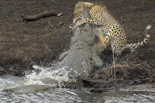 Đi uống nước, báo săn bị cá sấu khổng lồ đoạt mạng