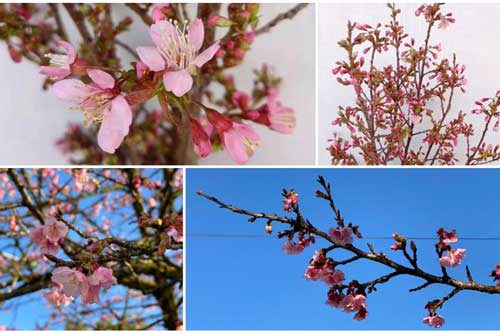 Anh đào đầu mùa hút khách Hà thành với "giá nhỏ xíu"