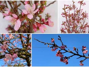 Anh đào đầu mùa hút khách Hà thành với "giá nhỏ xíu"