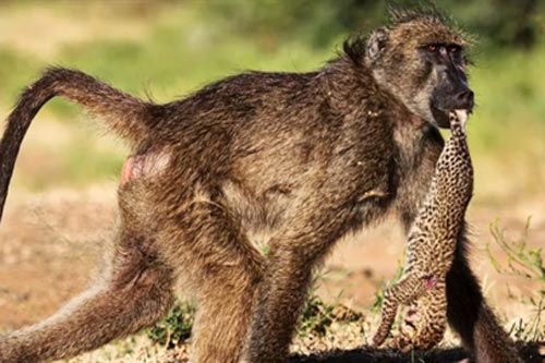 Báo con rơi vào tay khỉ đầu chó: Kết buồn khó tránh