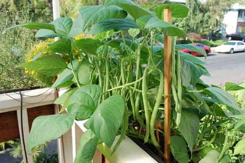 Kỹ thuật trồng đậu cô ve lùn trong thùng xốp đơn giản tại nhà