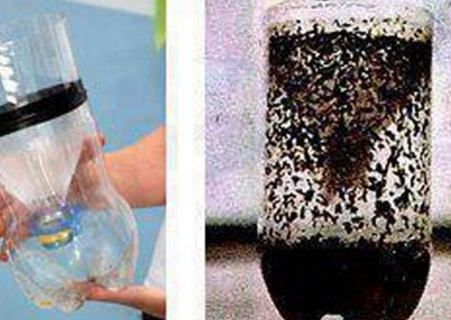 Tự chế tạo bẫy diệt muỗi hiệu quả tại nhà