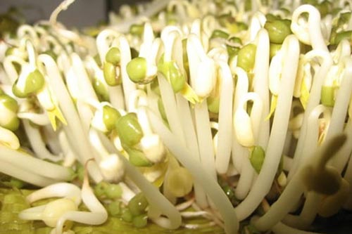 Những sai lầm "chết người" khi ăn giá đỗ không đúng cách