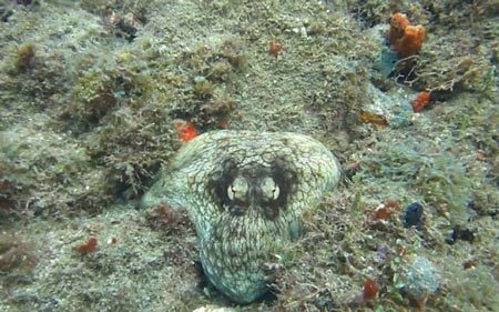 Khả năng "tàng hình" cực đỉnh của bạch tuộc