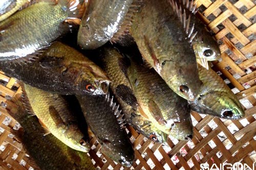 Mẹo phân biệt cá sông nuôi, cá sông xịn đơn giản đến không ngờ