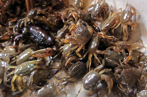 Những sai lầm khi ăn cua đồng nhiều người mắc phải mà không hay