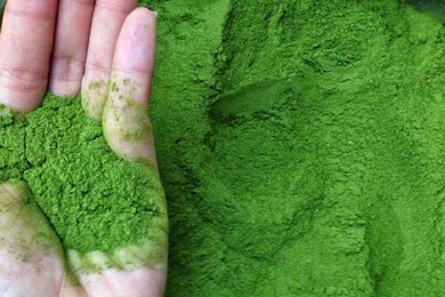 Dễ dàng phân biệt bột trà xanh thật với tinh trà xanh