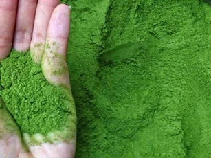 Dễ dàng phân biệt bột trà xanh thật với tinh trà xanh