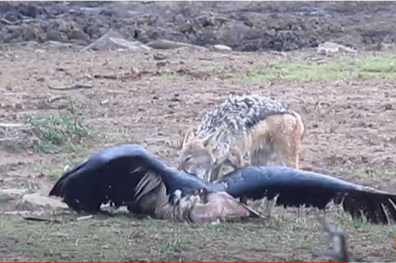 CLIP: Chó rừng hạ gục cò Marabou trong chớp mắt