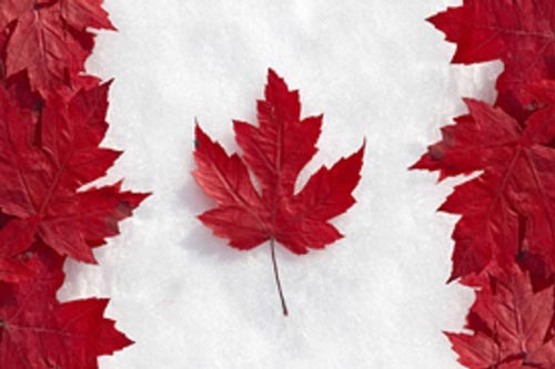 Tác dụng của lá phong đỏ trong việc xóa tan nếp nhăn