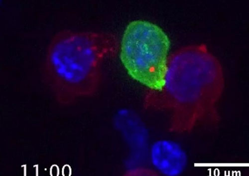 Tế bào bạch cầu chiến đấu với ung thư như thế nào?