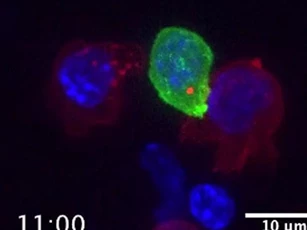Tế bào bạch cầu chiến đấu với ung thư như thế nào?