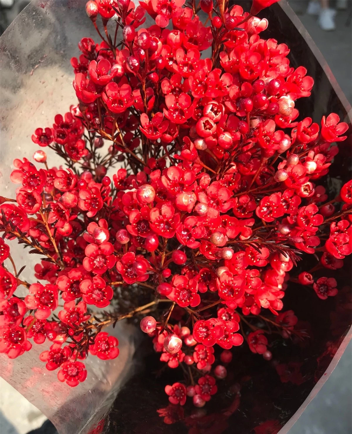 Hầu hết các loại hoa thanh liễu được bán tại thị trường Việt Nam hiện nay đều là hoa nhập khẩu.