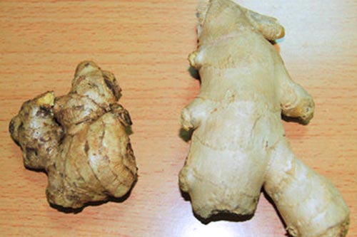 Cách chọn gừng tươi đảm bảo chất lượng