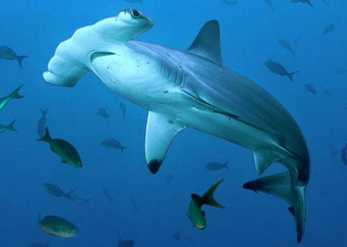 Vũ khí lợi hại của 'sát thủ' đại dương