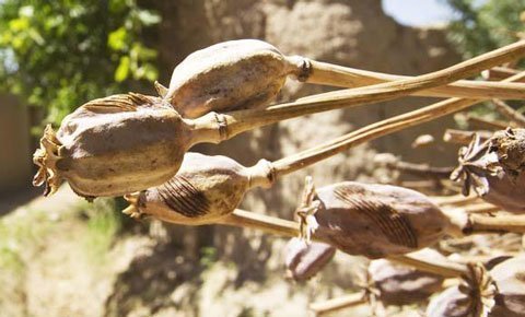 Giải mã bí mật của cây anh túc