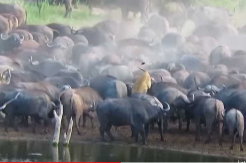 CLIP: Liều mạng xông vào tấn công đàn trâu rừng, sư tử phải trả giá đắt