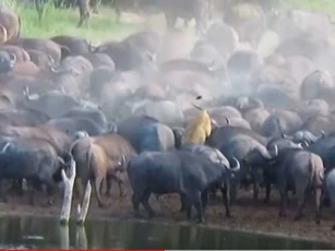 CLIP: Liều mạng xông vào tấn công đàn trâu rừng, sư tử phải trả giá đắt