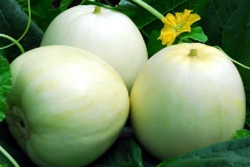 Mẹo hay chọn dưa lê ngọt lịm, không chứa hóa chất