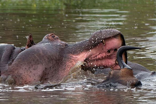 Hà mã táo tợn tranh cướp mồi của cá sấu