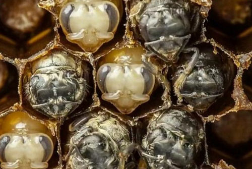 Xem ong non vật lộn chống ký sinh trùng hút máu