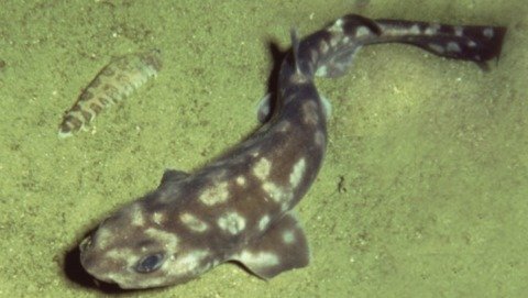 Phát hiện loài cá mập mới có đốm