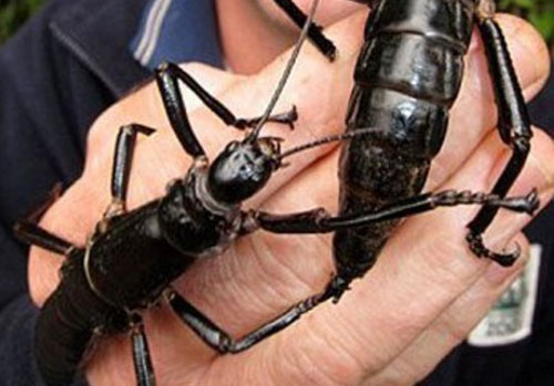 Chuyện lạ: Tôm hùm sống trên... cây