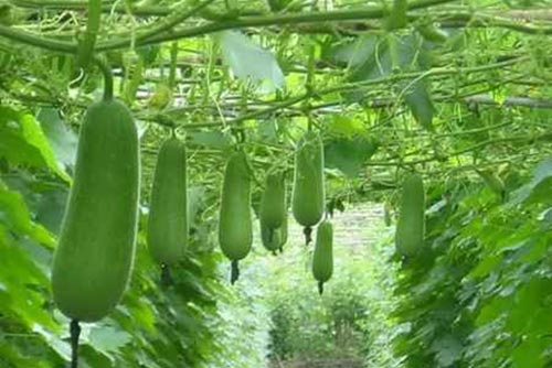 Ăn nhiều bí đao gây hại cho hệ tiêu hóa