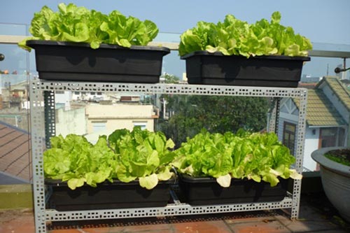 Cách trồng rau xà lách sạch cho người dân thành thị