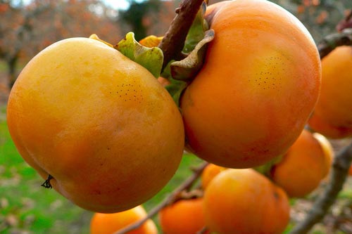 Ăn quả hồng đừng mắc những sai lầm 'chết người' này kẻo hối không kịp