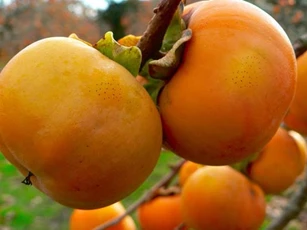 Ăn quả hồng đừng mắc những sai lầm 'chết người' này kẻo hối không kịp