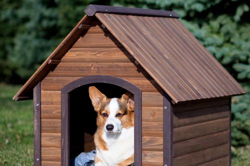 Phong thủy khi nuôi chó cưng để mang lại vận may cho gia đình