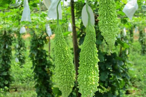 Tác hại chết người khi ăn quá nhiều khổ qua