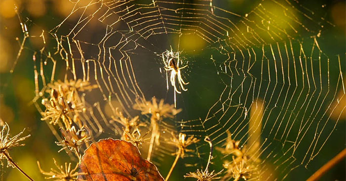 Giải mã bí mật của mạng nhện